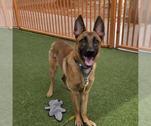 German Shepherd Dog-Unknown Mix Dogs for adoption in Las Vegas, NV, USA