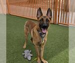 Small German Shepherd Dog Mix
