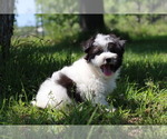 Small Photo #2 Havachon Puppy For Sale in HOUSTON, TX, USA