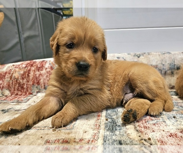 Medium Photo #4 Golden Retriever Puppy For Sale in SALISBURY, NC, USA