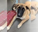 Small #2 Mutt