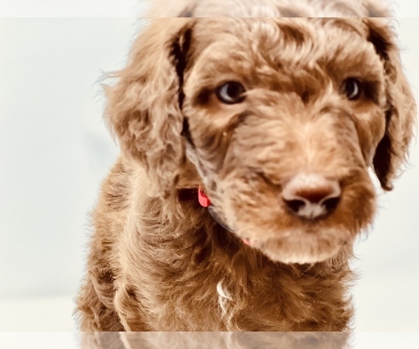 Medium Photo #3 Goldendoodle Puppy For Sale in WEST LINN, OR, USA