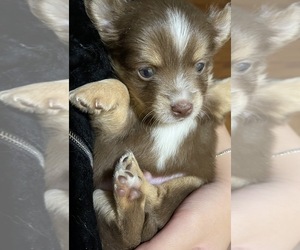 Papillon Puppy for sale in MONTEREY PARK, CA, USA