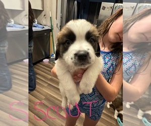 Saint Bernard Puppy for sale in HANNIBAL, MO, USA