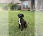 Small #1 Labrador Retriever Mix