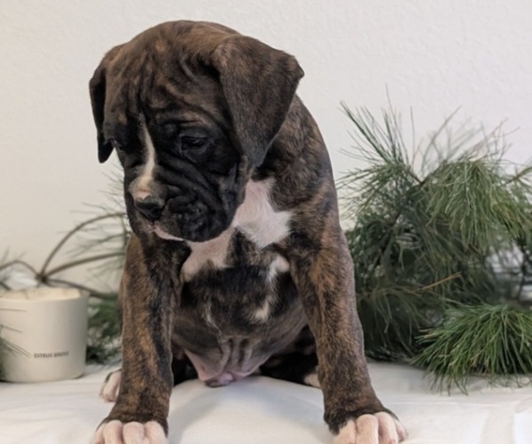 Medium Photo #10 Boxer Puppy For Sale in GOSHEN, IN, USA