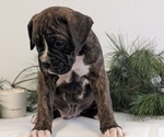 Small #9 Boxer