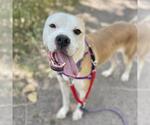 Small Boxer Mix