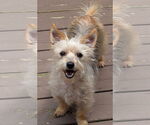 Small #3 Mutt