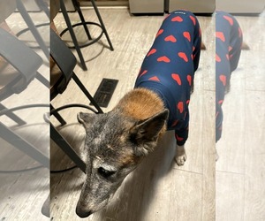 Honey - TX - PENDING ADOPTION - Female Mutt Dog for Adoption - Photo #2