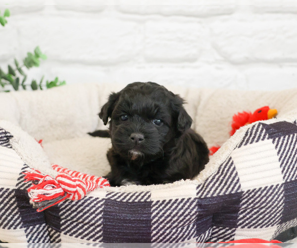 Medium Photo #2 Shih-Poo Puppy For Sale in SYRACUSE, IN, USA