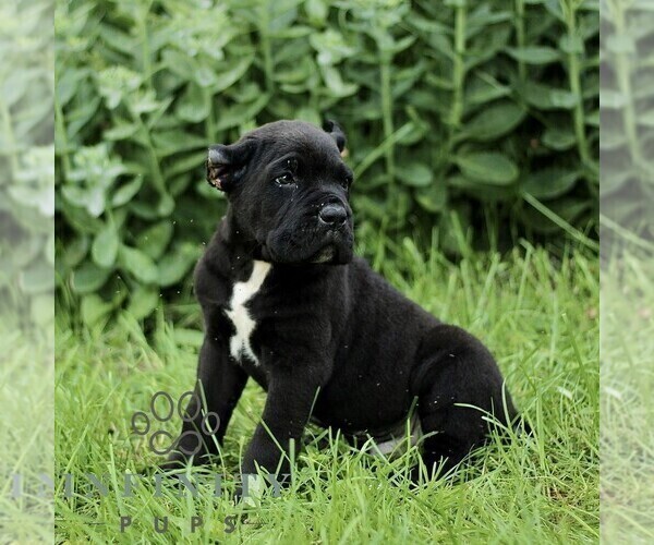 Medium Photo #5 Cane Corso Puppy For Sale in QUARRYVILLE, PA, USA