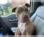 Small American Staffordshire Terrier Mix