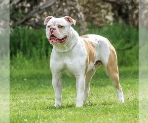 Father of the American Bulldog puppies born on 02/15/2024