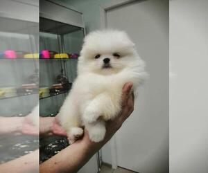 Pomeranian Puppy for sale in SUNNY ISL BCH, FL, USA