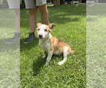 Small #3 Australian Shepherd