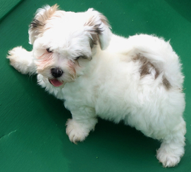 Havanese Puppy for sale in FENTON, MO, USA