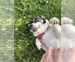 Small #2 Rat Terrier