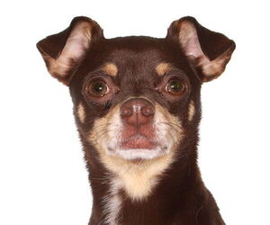Chihuahua Dogs for adoption in Oakland Park, FL, USA