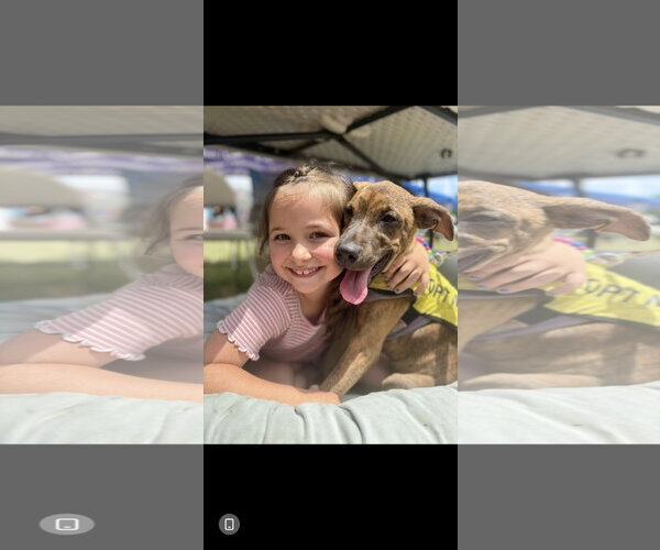 Medium Photo #3 Labrador Retriever-Unknown Mix Puppy For Sale in NYC, NY, USA