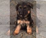 Small Photo #3 German Shepherd Dog Puppy For Sale in COLETA, IL, USA