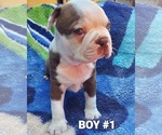Small Photo #1 Boston Terrier Puppy For Sale in PICO RIVERA, CA, USA