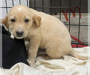 Golden Labrador Dogs for adoption in SHERBURNE, NY, USA