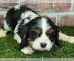 Small #6 Cavalier King Charles Spaniel