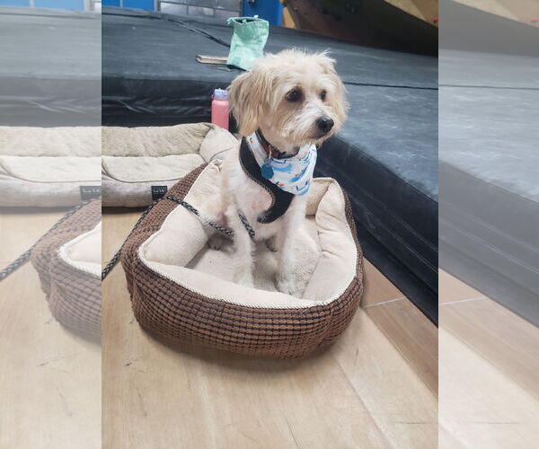 Medium Photo #5 Havanese-Wheaten Terrier Mix Puppy For Sale in Denver , CO, USA