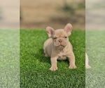 Small #4 French Bulldog
