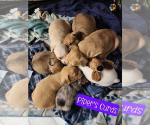 French Bulldog-Poodle (Miniature) Mix Litter for sale in ORTING, WA, USA