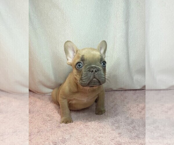 Medium Photo #3 French Bulldog Puppy For Sale in LUCAS, TX, USA