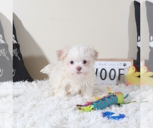 Havanese Puppy for sale in MOUNT VERNON, OH, USA