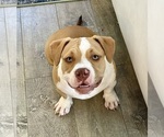 Puppy Bella American Bully