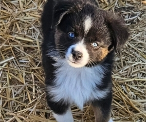 Miniature Australian Shepherd Puppy for sale in MILTON, WI, USA