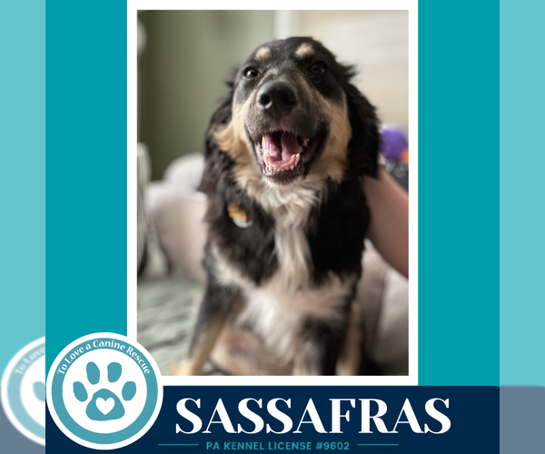 Medium Photo #5 English Shepherd Puppy For Sale in Kimberton, PA, USA