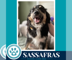 Small Photo #5 English Shepherd Puppy For Sale in Kimberton, PA, USA