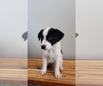 Small #3 Labrador Retriever Mix