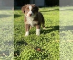 Small Photo #9 Australian Shepherd Puppy For Sale in VACAVILLE, CA, USA
