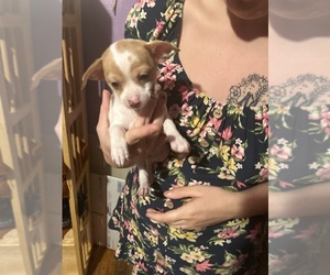 Chihuahua Puppy for sale in SALEM, OR, USA