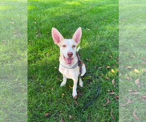 Siberian Husky-Unknown Mix Dogs for adoption in Germantown, OH, USA