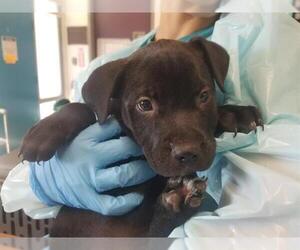 American Staffordshire Terrier-Labrador Retriever Mix Dogs for adoption in Raleigh, NC, USA