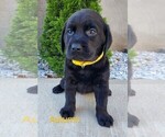 Puppy Autumn AKC Engl Labrador Retriever