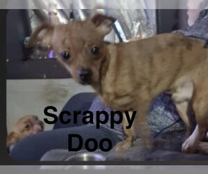 Chihuahua-Unknown Mix Dogs for adoption in Topeka, KS, USA