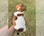 Small #1 Jack Russell Terrier