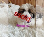 Small #3 Maltese-Silky Cocker Mix