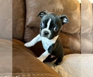 English Bulldogge Puppy for sale in WASHBURN, MO, USA