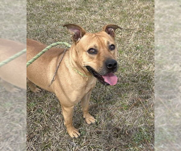 Medium Photo #3 Black Mouth Cur-Bulldog Mix Puppy For Sale in Tarrytown, GA, USA