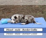 Image preview for Ad Listing. Nickname: Diesel