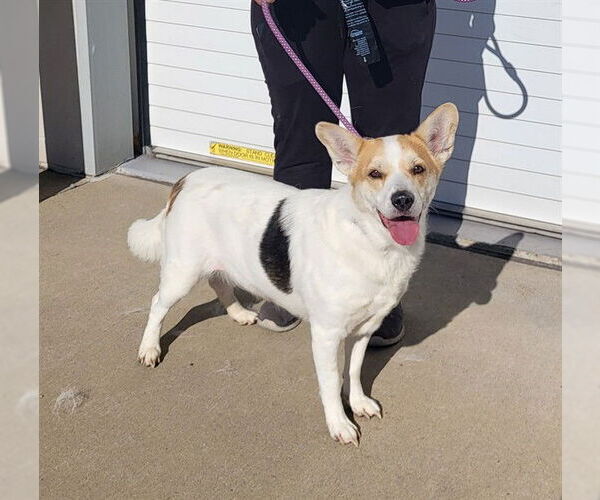 Medium Photo #1 Cardigan Welsh Corgi-Unknown Mix Puppy For Sale in Louisville, KY, USA